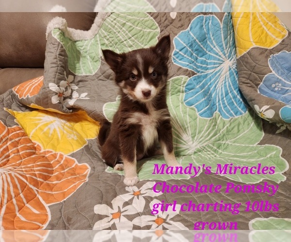 Medium Photo #9 Pomsky Puppy For Sale in DALLAS, NC, USA