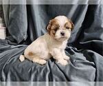 Small #17 Shih Tzu