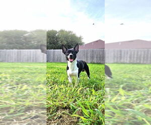 Chihuahua Dogs for adoption in FRAMINGHAM, MA, USA