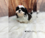 Small Photo #14 Shih Tzu Puppy For Sale in RIPLEY, MS, USA