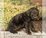 Small #1 Labradoodle