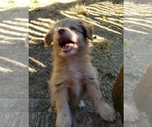 Pom-A-Nauze Puppy for sale in CANBY, OR, USA