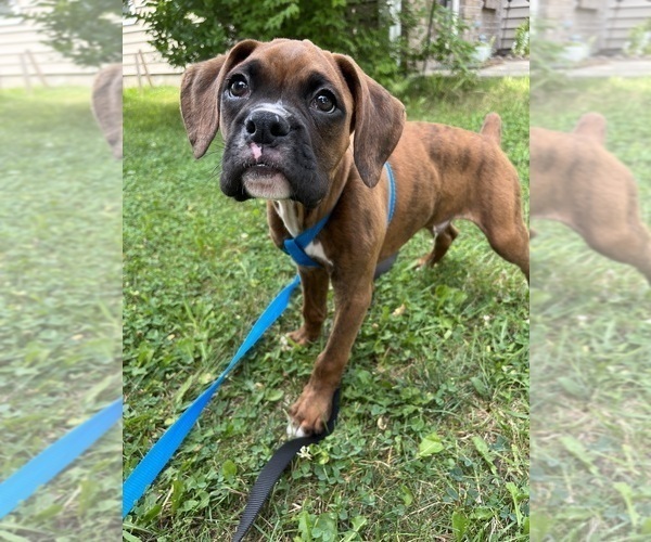 Medium Photo #8 Boxer Puppy For Sale in FRANKLIN, IN, USA