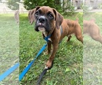 Small Photo #8 Boxer Puppy For Sale in FRANKLIN, IN, USA