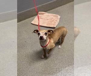 Chihuahua-Unknown Mix Dogs for adoption in Las Vegas, NV, USA