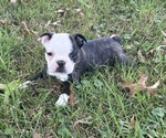 Puppy Piper Boston Terrier