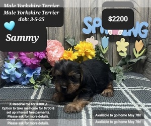Yorkshire Terrier Puppy for sale in TUCSON, AZ, USA