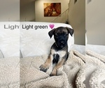 Small Photo #1 Belgian Malinois Puppy For Sale in LAS VEGAS, NV, USA