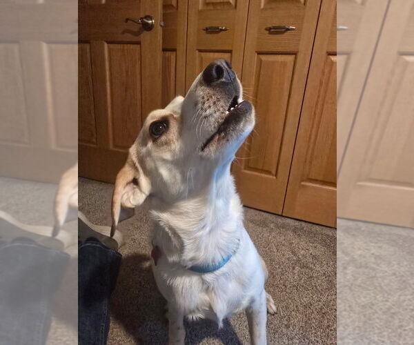 Medium Photo #4 Siberian Husky-Unknown Mix Puppy For Sale in Minneapolis, MN, USA