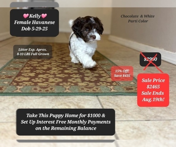 Medium Photo #1 Havanese Puppy For Sale in TUCSON, AZ, USA
