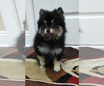 Puppy Rocky Pomeranian