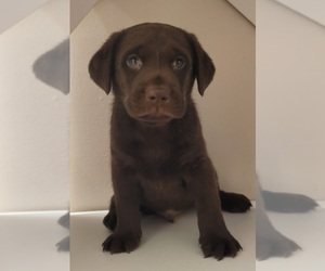 Labrador Retriever Puppy for sale in BIG CANOE, GA, USA