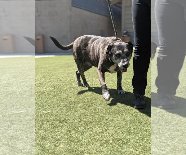 Medium Photo #3 American Pit Bull Terrier Puppy For Sale in Salinas, CA, USA