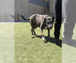 Small #2 American Pit Bull Terrier