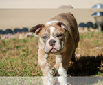 Small Photo #36 Olde English Bulldogge Puppy For Sale in OVERLAND, KS, USA