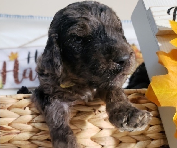 Medium Photo #6 Labradoodle Puppy For Sale in SAN ANTONIO, TX, USA