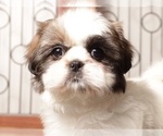 Small #1 Shih Tzu