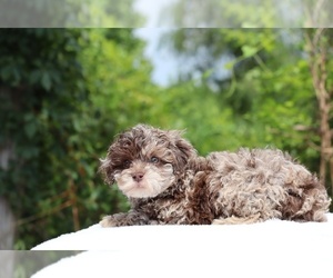 ShihPoo Puppy for sale in DYERSBURG, TN, USA
