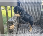 Small Photo #10 Bulldog Puppy For Sale in WATERVILLE, OH, USA