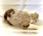 Small #17 Miniature Australian Shepherd