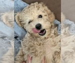 Small Photo #30 Poodle (Toy) Puppy For Sale in LONG GROVE, IL, USA