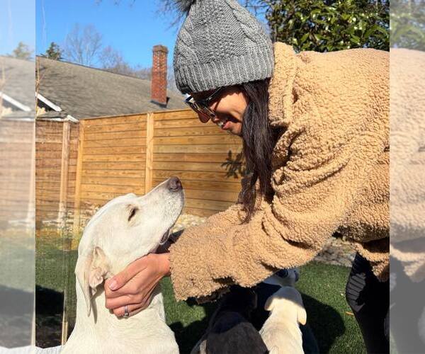 Medium Photo #6 American Staffordshire Terrier-Labrador Retriever Mix Puppy For Sale in Arlington, VA, USA