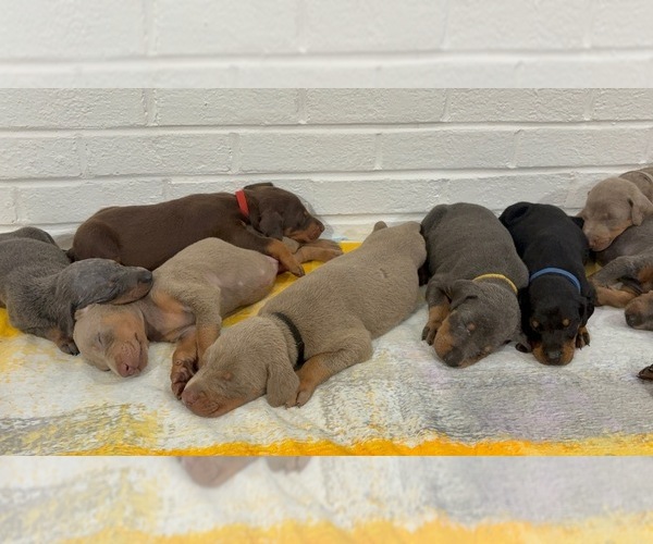 Medium Photo #1 Doberman Pinscher Puppy For Sale in RALEIGH, NC, USA