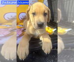 Small #7 Catahoula Leopard Dog-Labrador Retriever Mix