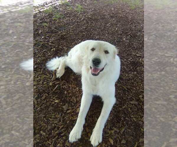Medium Photo #5 Great Pyrenees Puppy For Sale in Spring, TX, USA