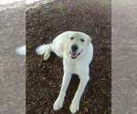 Small #4 Great Pyrenees