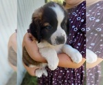Small Photo #4 Saint Bernard Puppy For Sale in FRYTOWN, IA, USA