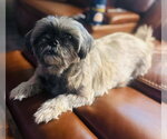 Small #6 Shih Tzu Mix