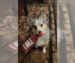 Small #2 Australian Shepherd