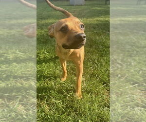 Mutt Dogs for adoption in Fort Wayne, IN, USA