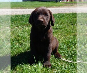 Labrador Retriever Puppy for Sale in SOUTH WAYNE, Wisconsin USA