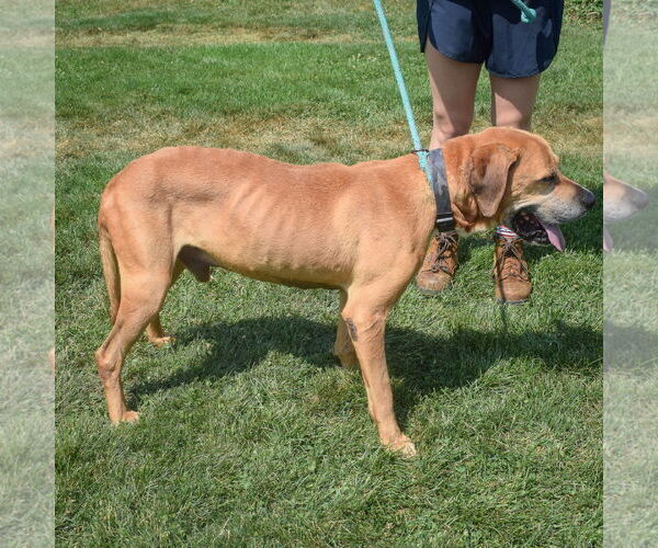 Medium Photo #4 Great Dane-Unknown Mix Puppy For Sale in Huntley, IL, USA