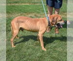 Small #3 Great Dane Mix