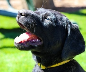 Labrador Retriever Puppy for Sale in COLORADO SPRINGS, Colorado USA
