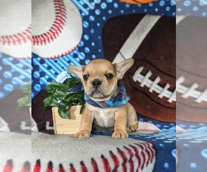 French Bulldog Puppy for sale in QUARRYVILLE, PA, USA