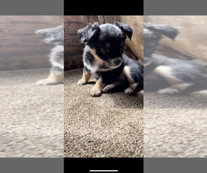Chihuahua Puppy for Sale in DRUMMONDS, Tennessee USA