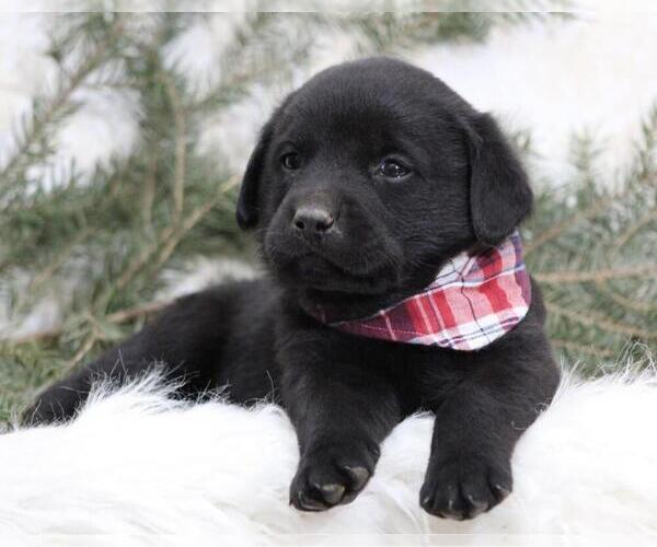 Medium Photo #2 Labrottie Puppy For Sale in SHILOH, OH, USA