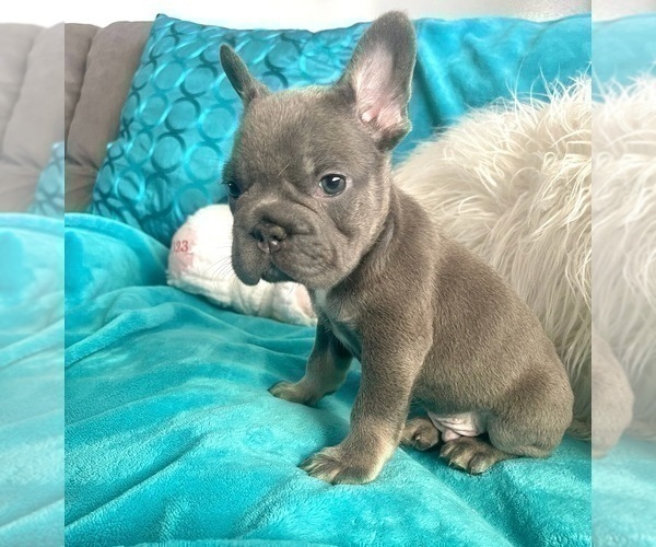 Medium Photo #5 French Bulldog Puppy For Sale in HOUSTON, TX, USA