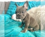 Small #4 French Bulldog