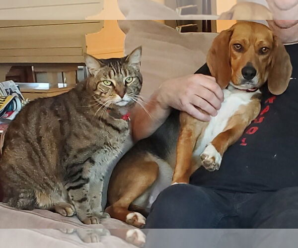 Medium Photo #8 Beagle Puppy For Sale in Dunnellon, FL, USA