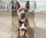 Small #2 American Staffordshire Terrier Mix