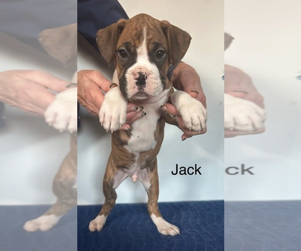 Medium Photo #1 Boxer Puppy For Sale in ELKHART, IN, USA