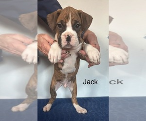 Boxer Puppy for sale in ELKHART, IN, USA