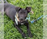 Small #10 Border Collie Mix