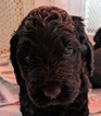 Small Photo #5 Goldendoodle Puppy For Sale in ROSCOE, IL, USA