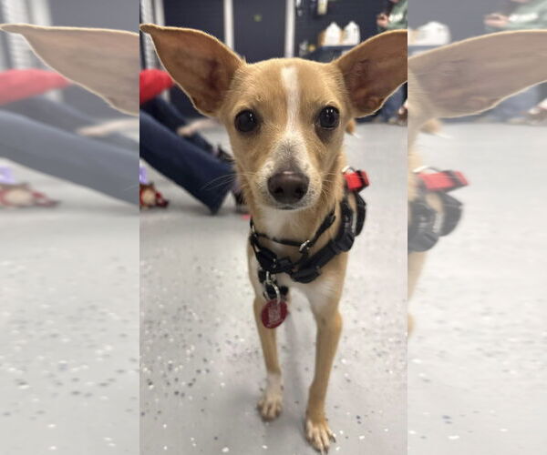 Medium Photo #6 Italian Greyhuahua Puppy For Sale in Wakefield, RI, USA